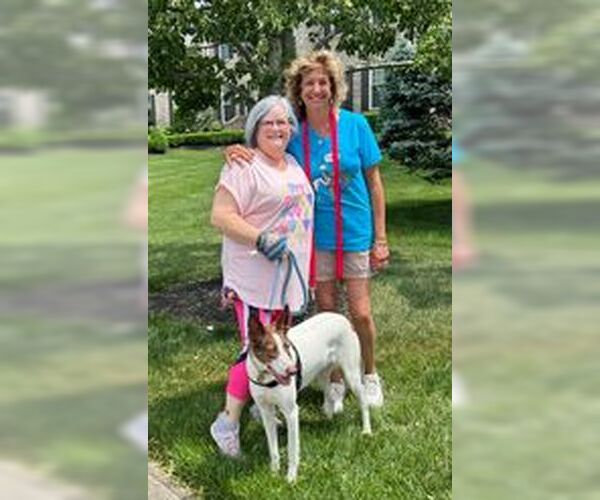 Medium Photo #7 Mutt Puppy For Sale in Cherry Hill, NJ, USA