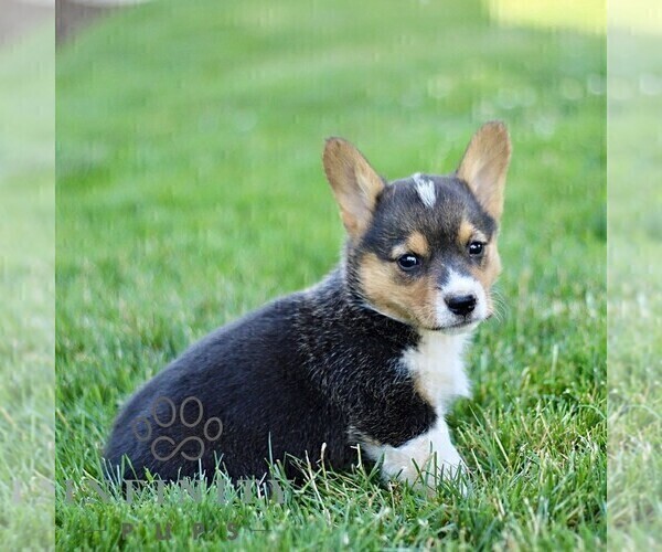 Medium Photo #3 Pembroke Welsh Corgi Puppy For Sale in PARADISE, PA, USA