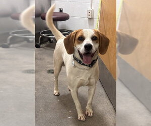 Labbe Dogs for adoption in Forestville, MD, USA