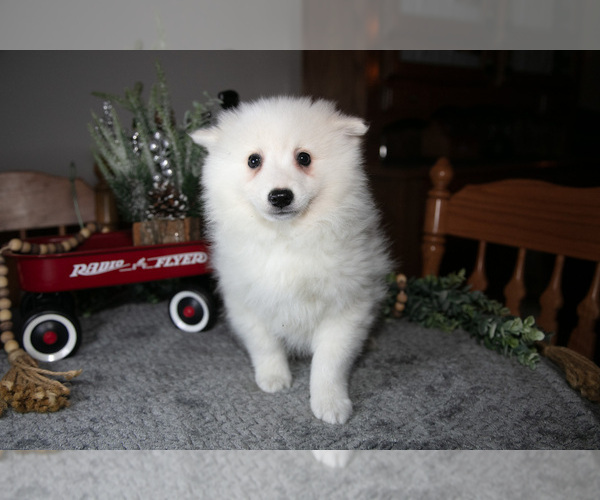 Medium Photo #13 Miniature American Eskimo Puppy For Sale in GENEVA, IN, USA