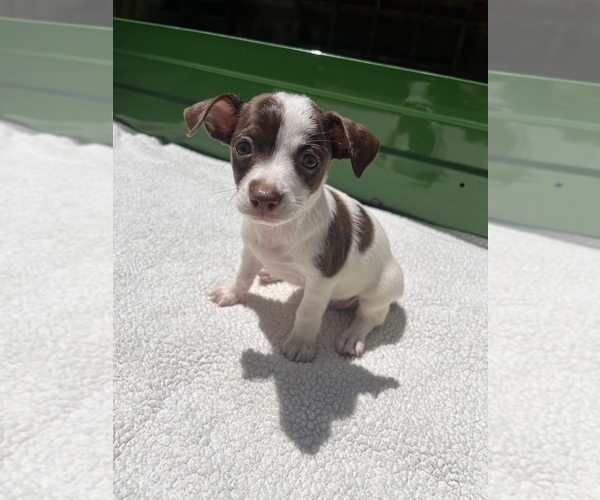 Medium Photo #13 Jack Chi Puppy For Sale in SAINT AUGUSTINE, FL, USA