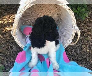 Goldendoodle Puppy for sale in REIDSVILLE, NC, USA