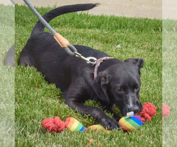 Medium Photo #13 German Shepherd Dog-Unknown Mix Puppy For Sale in Huntley, IL, USA