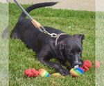 Small #12 German Shepherd Dog Mix