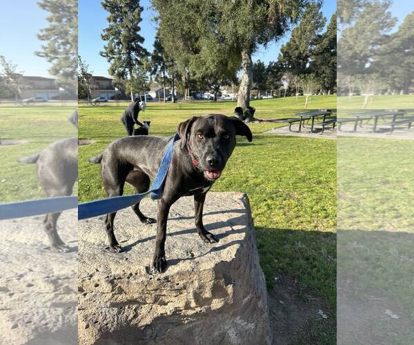 Medium Photo #11 Labrador Retriever-Unknown Mix Puppy For Sale in San Diego, CA, USA