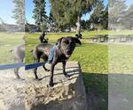 Small #10 Labrador Retriever Mix