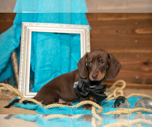 Medium Photo #3 Dachshund Puppy For Sale in WAKARUSA, IN, USA