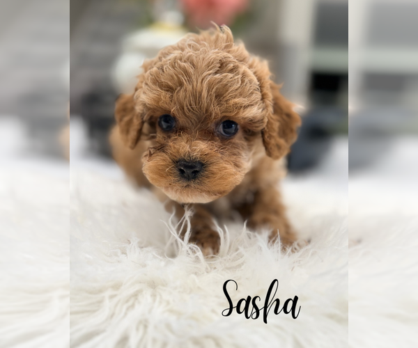 Medium Photo #6 Cavapoo (Miniature) Puppy For Sale in ADDISON, IL, USA