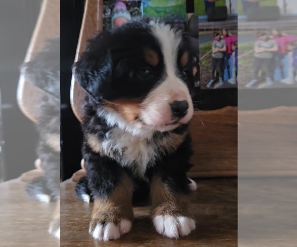 Medium Photo #3 Bernese Mountain Dog Puppy For Sale in HILLSBORO, OH, USA