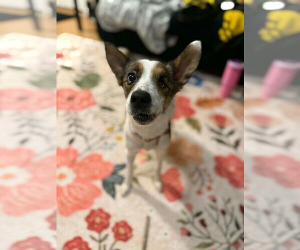 Medium Photo #2 Mutt Puppy For Sale in Walnutport, PA, USA