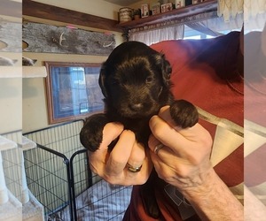 Labradoodle-Poodle (Standard) Mix Puppy for sale in SANBORN, IA, USA