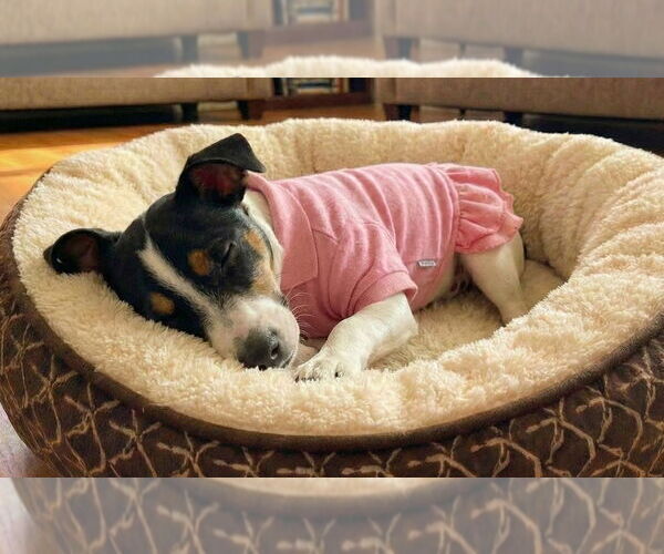 Medium Photo #12 Jack Chi Puppy For Sale in Grovertown, IN, USA