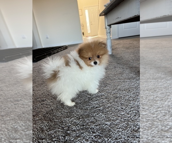 Medium Photo #2 Pomeranian Puppy For Sale in PARAGON, IN, USA