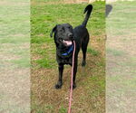 Small #1 Labrador Retriever Mix