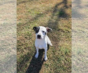 Labrador Retriever-Unknown Mix Dogs for adoption in Woodbury, NY, USA