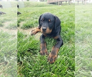Rottweiler Puppy for sale in STEUBENVILLE, OH, USA