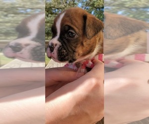 Boxer Puppy for sale in AMELIA, VA, USA