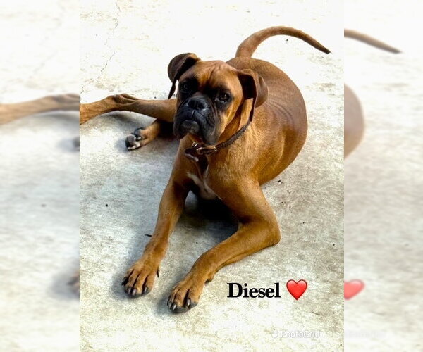 Medium Photo #2 Boxer Puppy For Sale in Austin, TX, USA