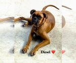 Small #1 Boxer