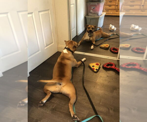 Medium Photo #4 Bullboxer Pit Puppy For Sale in West Palm Beach, FL, USA