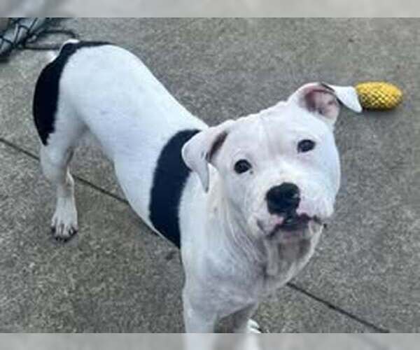 Medium Photo #2 American Pit Bull Terrier-Unknown Mix Puppy For Sale in Crete, IL, USA