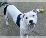 Small #1 American Pit Bull Terrier Mix