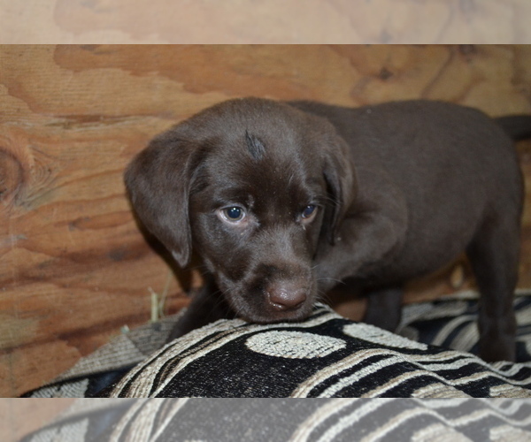 Medium Photo #1 Labrador Retriever Puppy For Sale in GREENWOOD, WI, USA
