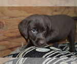 Puppy Layna Labrador Retriever