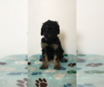Small Photo #4 Poodle (Standard) Puppy For Sale in ELMWOOD, WI, USA