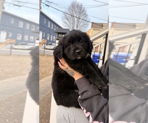Black Mouth Cur-English Cream Golden Retriever Mix Puppy for Sale in PROVIDENCE, Rhode Island USA
