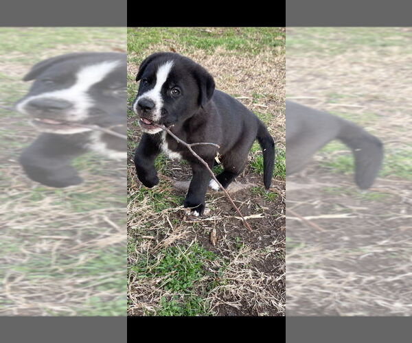 Medium Photo #2 Labrador Retriever-Unknown Mix Puppy For Sale in Claremore, OK, USA