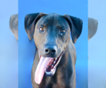 Small Plott Hound Mix