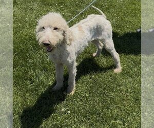 Poodle (Standard) Dogs for adoption in Minneapolis, MN, USA