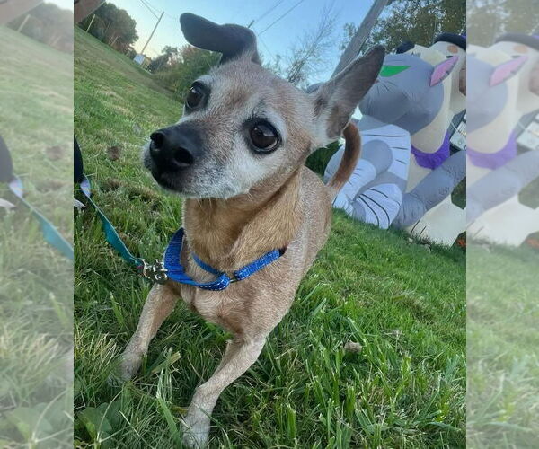 Medium Photo #2 Chihuahua-Unknown Mix Puppy For Sale in Muskegon, MI, USA