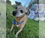 Small #1 Chihuahua Mix