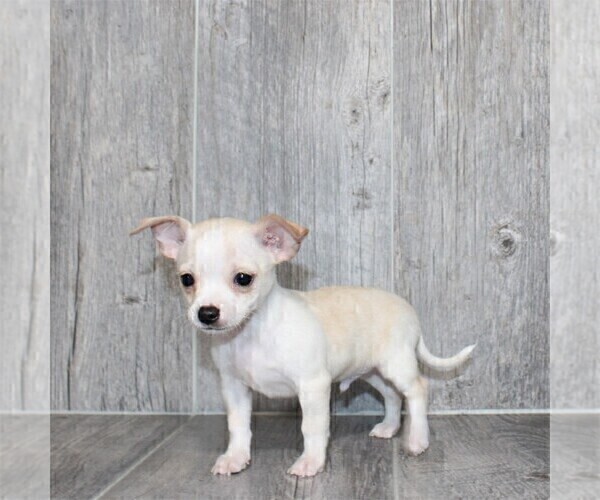 Medium Photo #16 Chihuahua Puppy For Sale in NEW YORK, NY, USA
