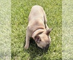 Small #4 French Bulldog