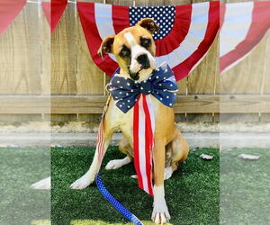 Boxer Dogs for adoption in Austin, TX, USA