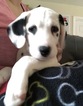 Small Photo #15 Dalmatian Puppy For Sale in ASHEBORO, NC, USA