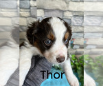 Puppy Thor Poodle (Standard)