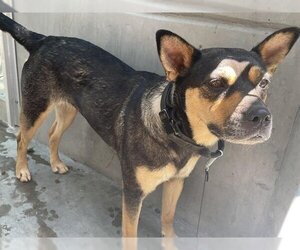 Australian Kelpie-Unknown Mix Dogs for adoption in Pasadena, CA, USA
