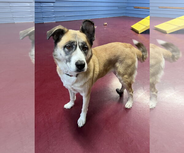 Medium Photo #6 Great Pyrenees-Unknown Mix Puppy For Sale in Webster, WI, USA