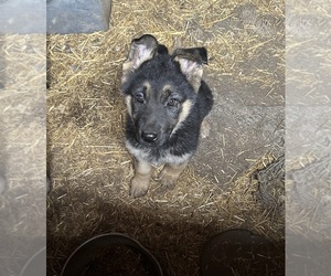 German Shepherd Dog Puppy for sale in ARMSTRONG, MO, USA