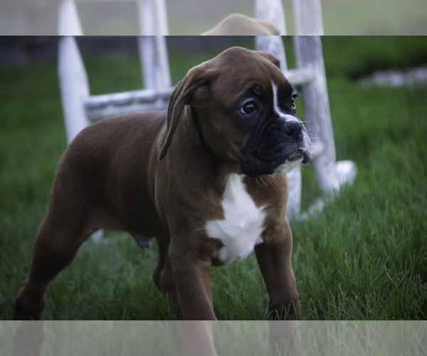 Medium Photo #2 Boxer Puppy For Sale in SHIPSHEWANA, IN, USA