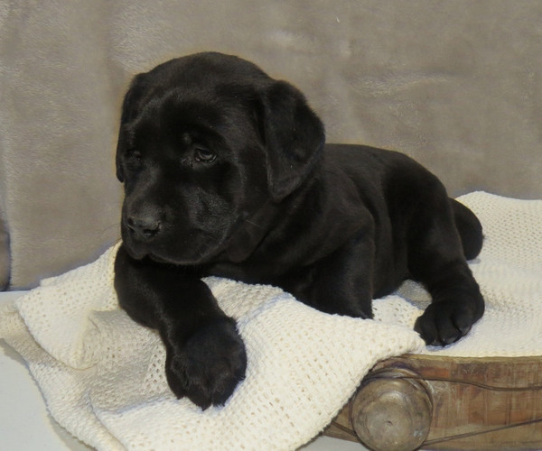 Medium Photo #5 Labrador Retriever Puppy For Sale in MILLERSBURG, OH, USA