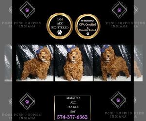 Poodle (Toy) Puppy for sale in WARSAW, IN, USA