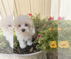 Maltese Puppy for Sale in FREDONIA, Kansas USA