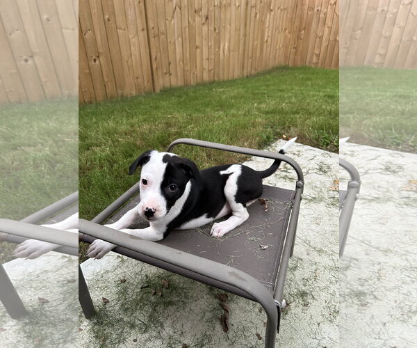 Medium Photo #2 American Staffordshire Terrier-Staffordshire Bull Terrier Mix Puppy For Sale in Holly Springs, NC, USA