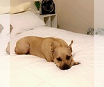 Small #1 American Pit Bull Terrier Mix