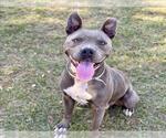 Small #1 American Pit Bull Terrier